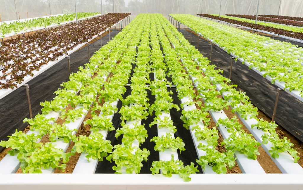 hydroponic nutrient film technique growing lettuce