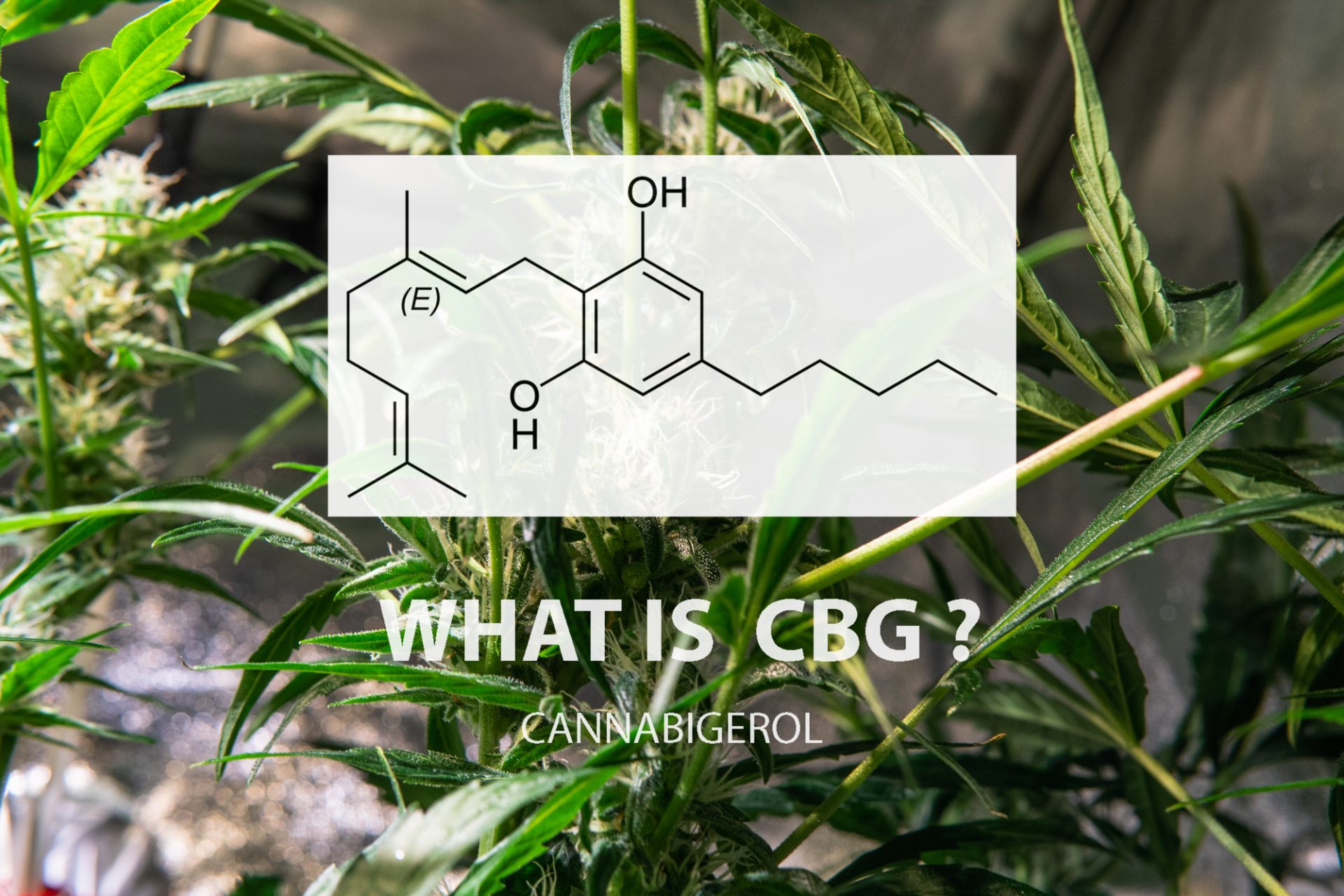 Cannabigerol cannabinoid cannabis plant.