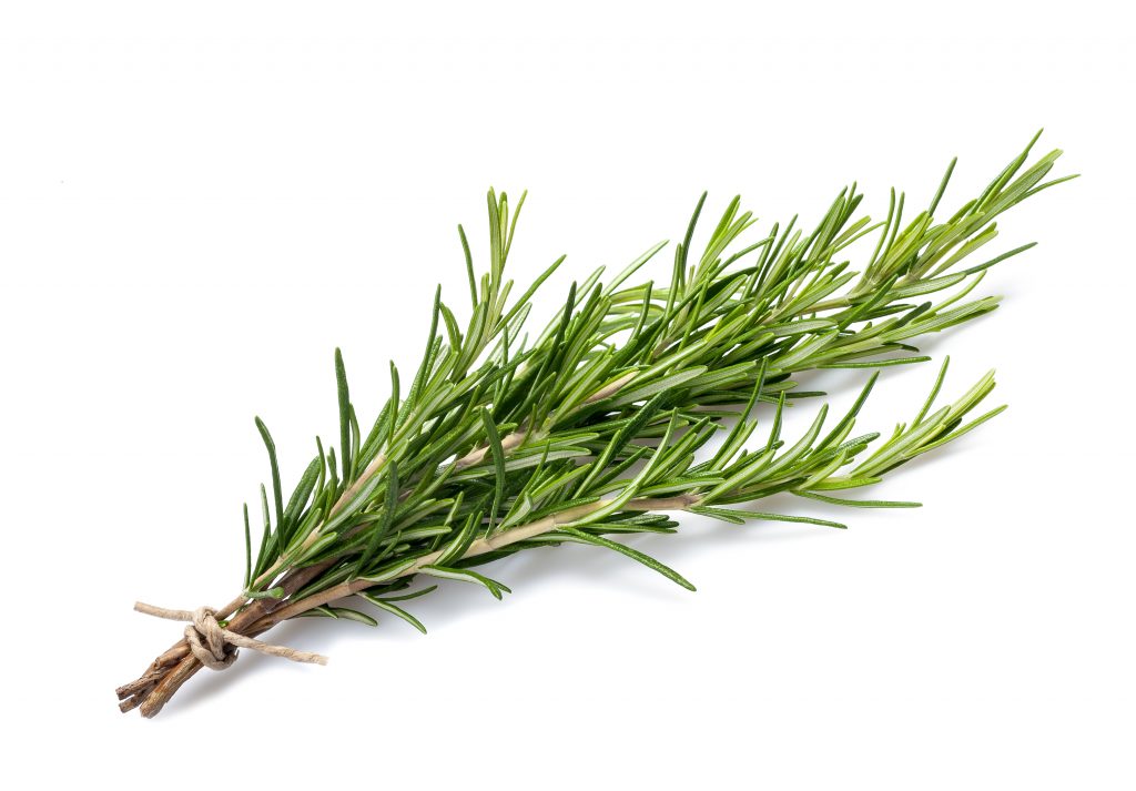 rosemary branch on white background