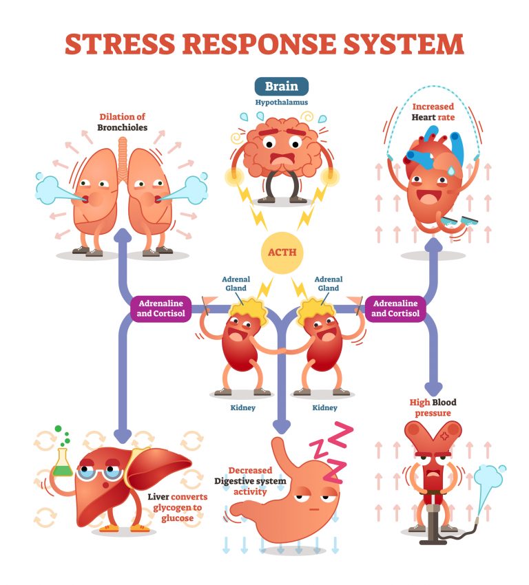 stress response system infographic