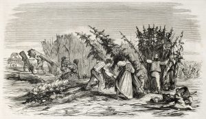 colonial people harvesting cannabis plants