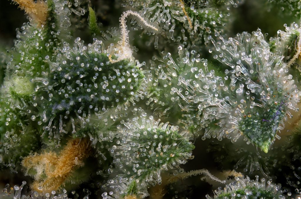 detail of cannabis bud (green crack marijuana strain) with visible hairs and trichomes