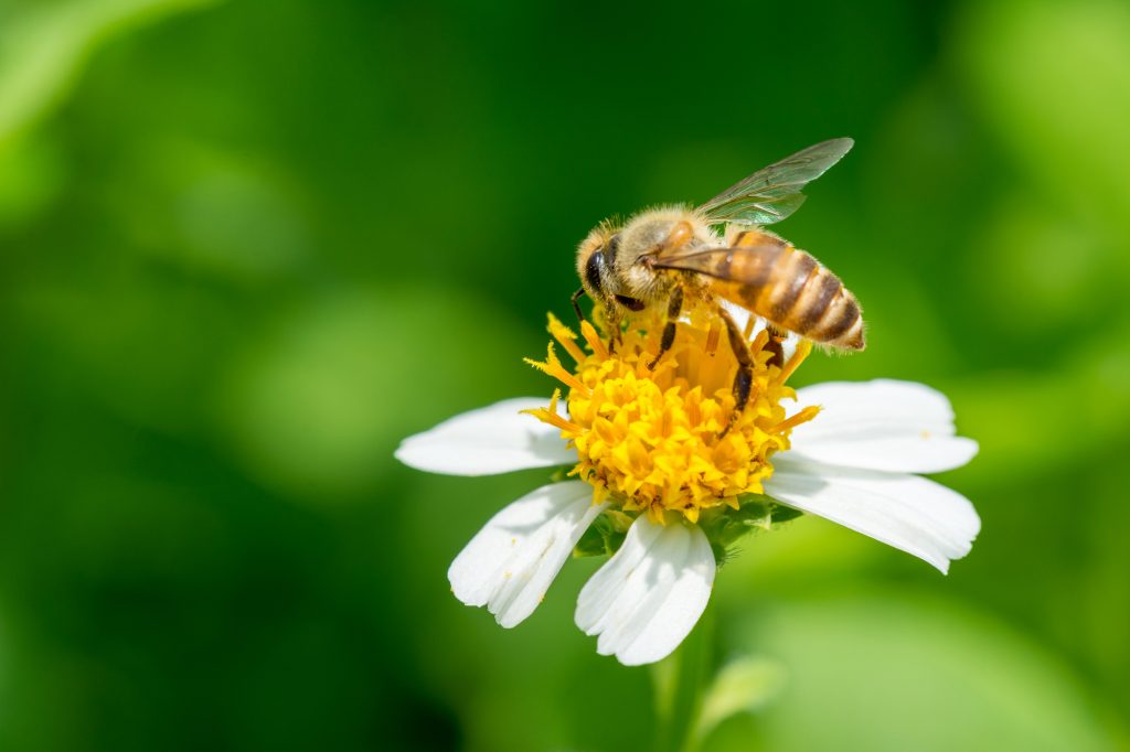 bee pollenating bidens alba flower close up