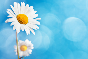 close up of daisy on blue sky-like background