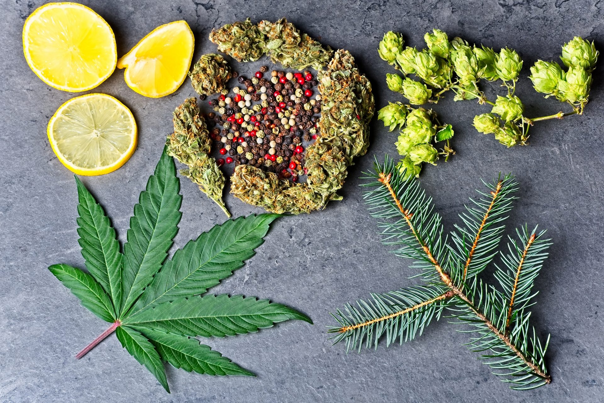 Cannabis bud and leaf with hops, pepper, lemons and fir needles