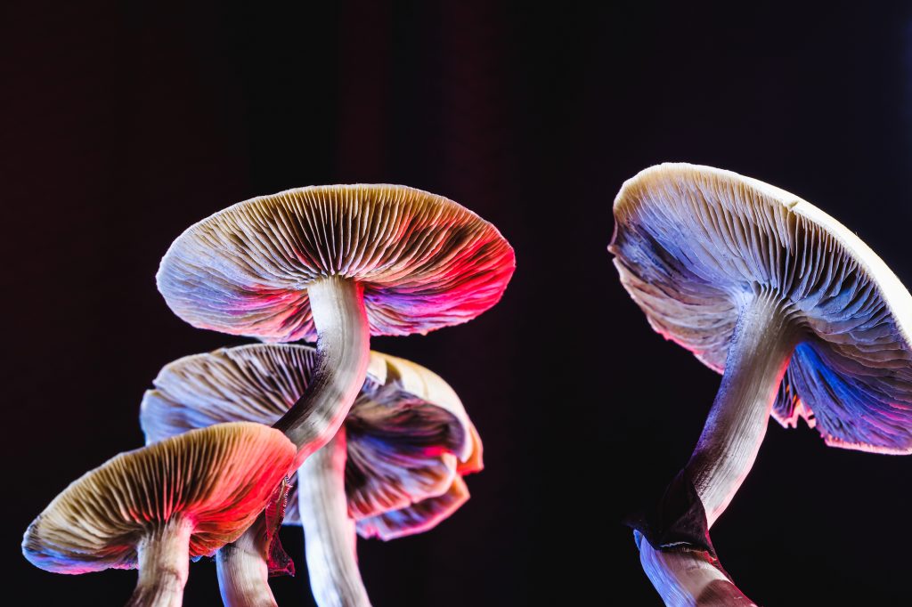psychedelic looking magic mushrooms isolated on black background