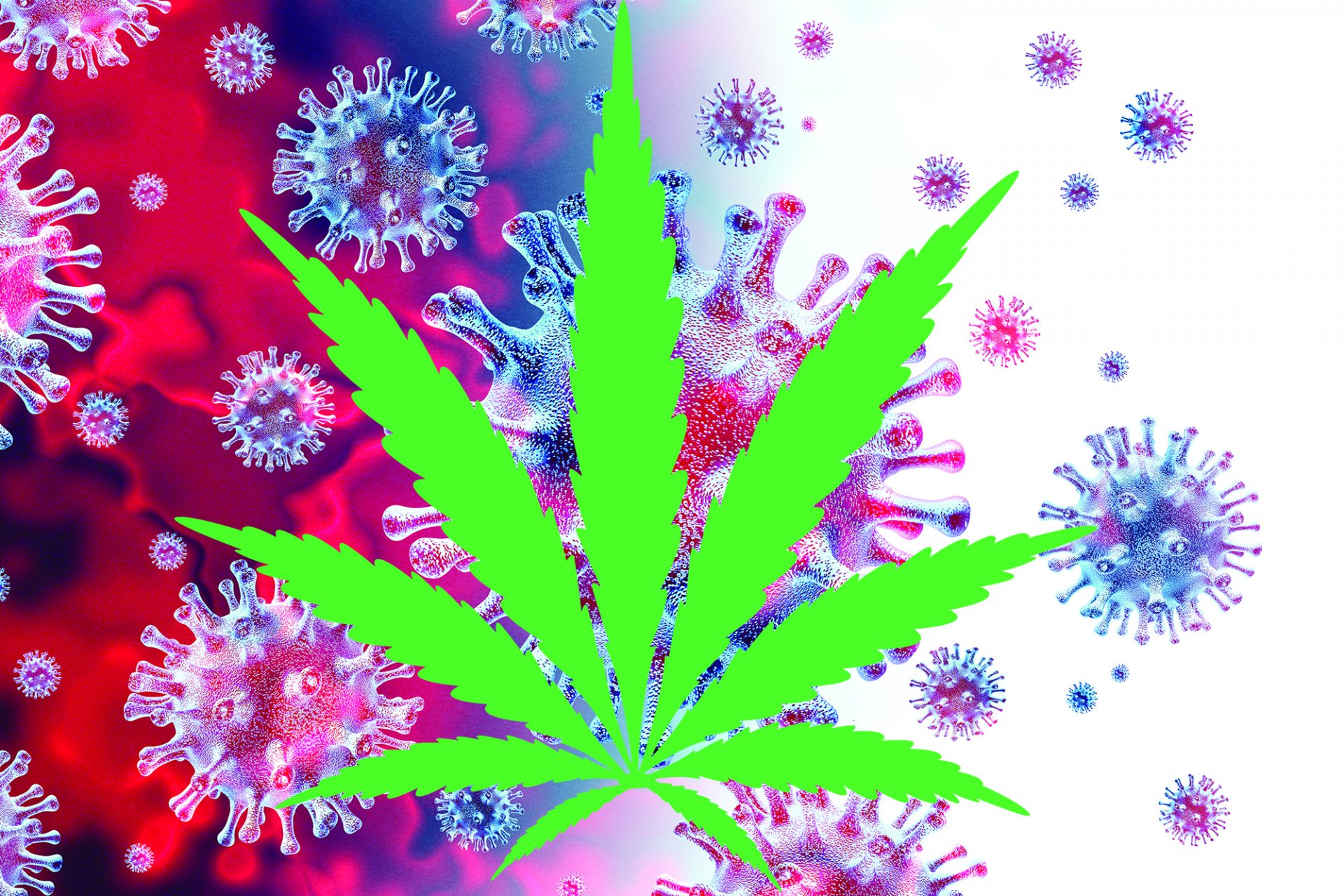 bright green cannabis leaf on virus background